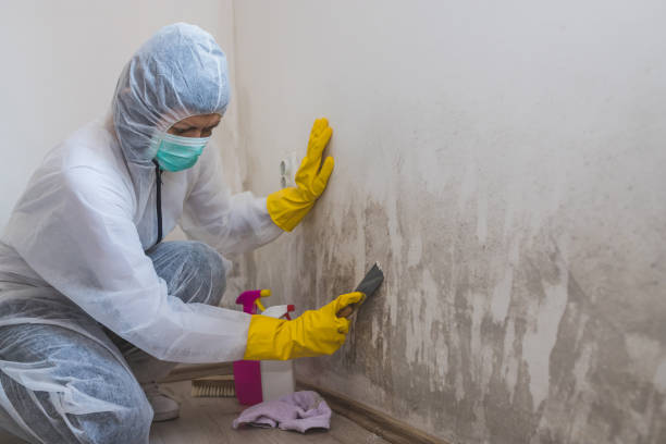 Best Crawl Space Mold Removal  in Avalon, NJ