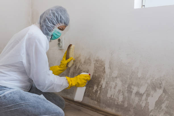 Best Residential Mold Removal  in Avalon, NJ