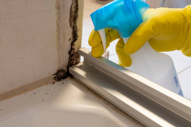 Best Mold Cleaning Services  in Avalon, NJ