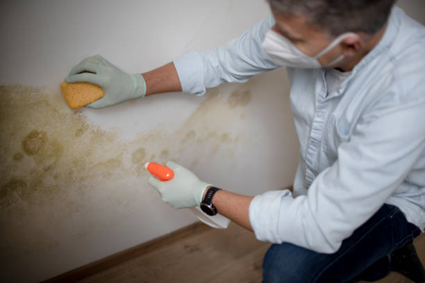 Best Mold Damage Repair  in Avalon, NJ