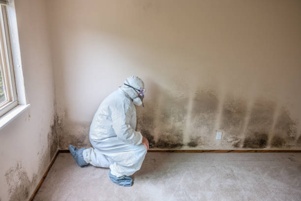 Best Residential Mold Removal  in Avalon, NJ