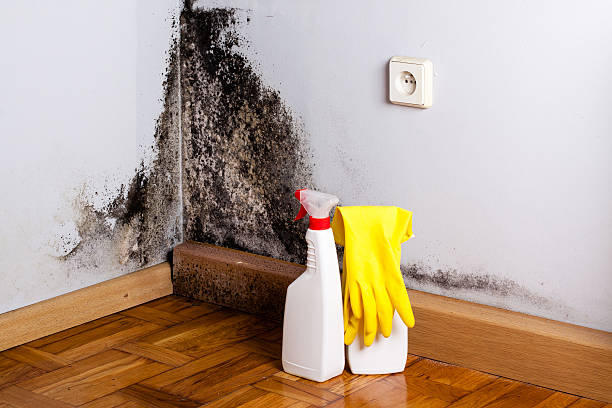 Best Office Mold Removal Services  in Avalon, NJ