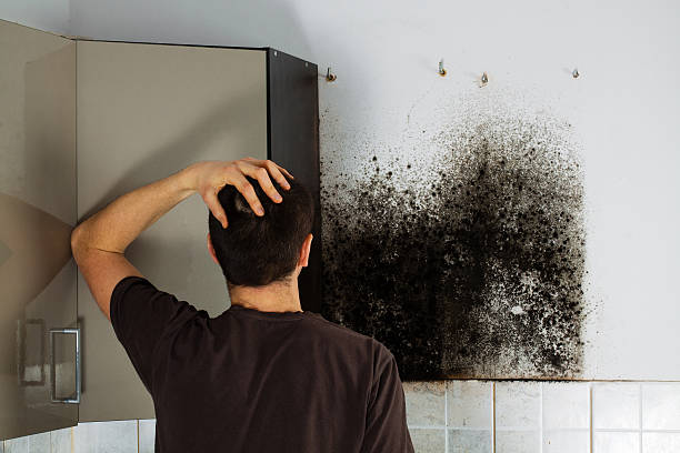 Best Home Mold Removal  in Avalon, NJ